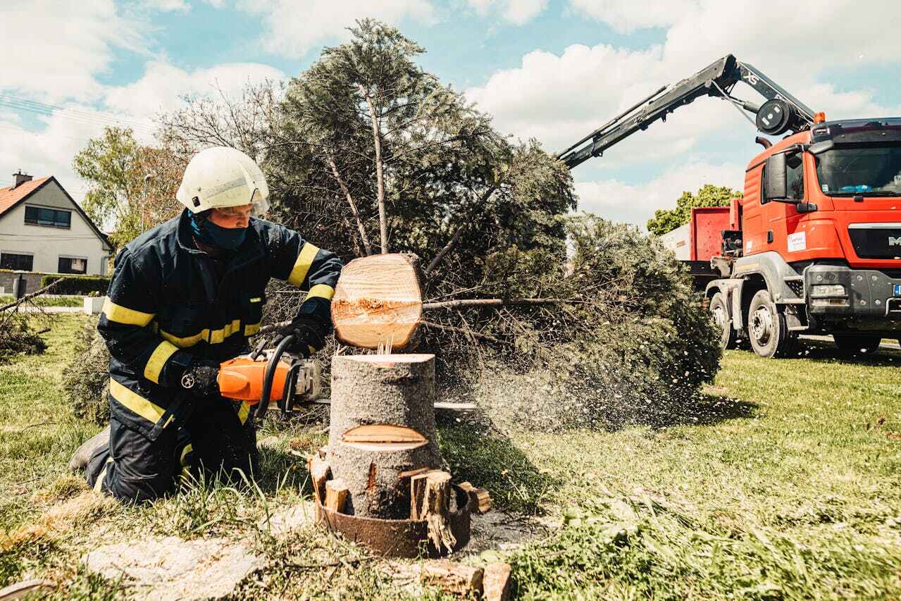 Dead Tree Removal in Woodbine, GA